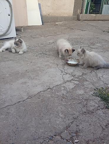 собака из приюта: Кошка даром: Сибирская, 4 месяца, Мальчик — 5