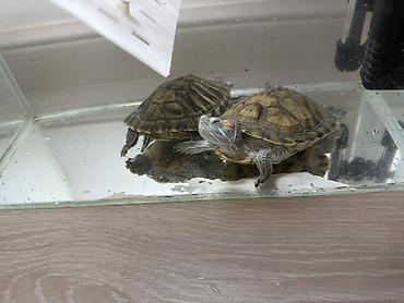 бородатая агама: Отдадим в хорошие руки! Красноухие черепахи (Trachemys scripta — 2