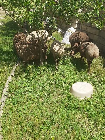 rengli quslar: 4 ana qoyun satilir heresinin 20- 25 kq eti var - Növ: qaragül və — 1