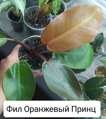 Другие комнатные растения: Продаю цветы — 5