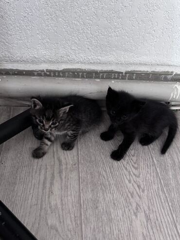 наполнитель для животных: Кошка даром: Русская голубая, 1 месяц, Мальчик, Приучена к лотку