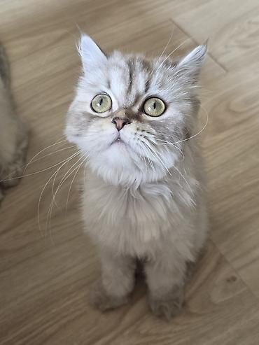 Pişiklər: Britan, Dişi, Yaxşı əllərə, Ünvandan götürmə — 1