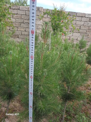 şam ağacları: Eldar şamları satılır. Ağacların maksimum boyu 115 sm-dir, 2 yaşları