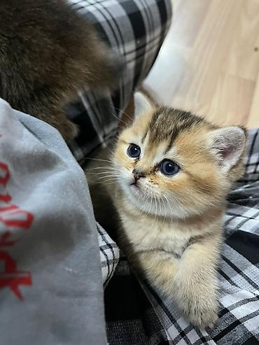 Pişiklər: Britan — 8