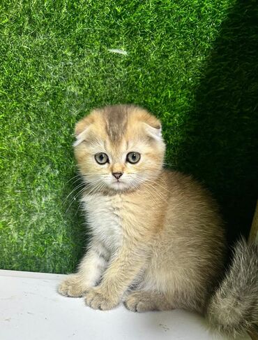 Pişiklər: Britan yastı qulaq, Erkək, Dişi, Yaxşı əllərə, Ünvandan götürmə, Pulsuz çatdırılma, Ödənişli çatdırılma — 73