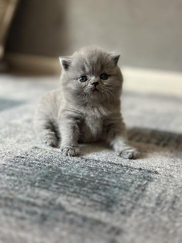 шерс: Британский короткошерстный котёнок, окрас голубой (blue). - — 7