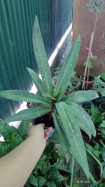 Молочайлар: Горшечные комнатные растения: 1) Молочай миля (Euphorbia milii — 10