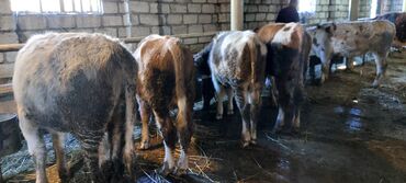 Dana, buzov: 4 erkey 1 dışı dana satiram.mallar Qusar rayonundadi.diri çekileri 210 — 8