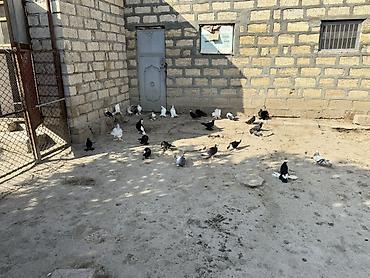 göyərçin satılır: Gorduyunuz dekorativ goyercinler satilir ciddi alicilar yazsin — 1