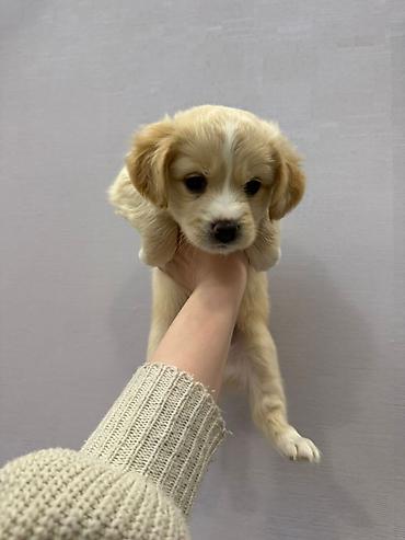 İtlər: Retriever, 2 ay — 9