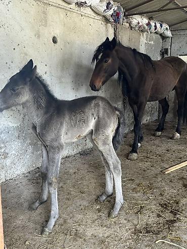 Лошади, кони: Продаю | Кобыла (самка) | Для разведения — 11