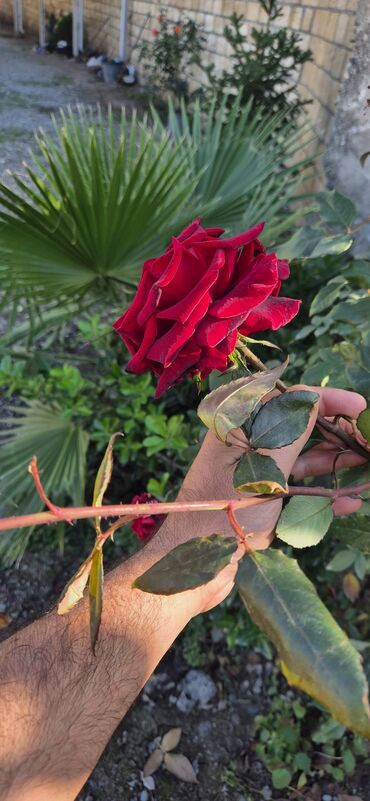 Şitillər: SAQI Gülçülük – Tərtərin ən gözəl gülləri • Öz bağımızda yetişdirilən — 16