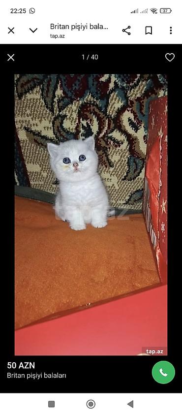 Pişiklər: Şotland, Erkək, Dişi — 12