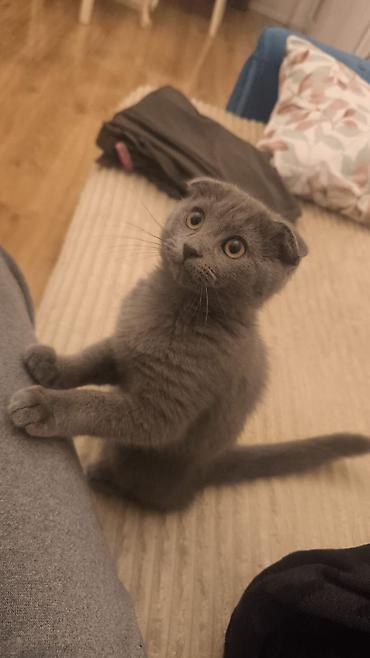 Pişiklər: Şotland — 13