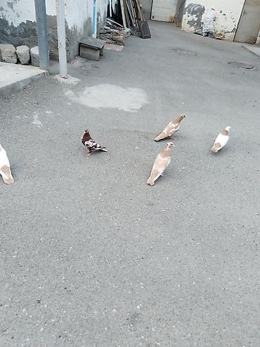 Göyərçinlər: Satılır 5 quş 60 manat gəncə — 2