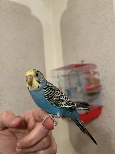 Tutuquşları: 🦜 Xüsusi Danışan Macha – 3 Aylıq Erkək Bala 🦜 Seçilmiş baxım və — 8