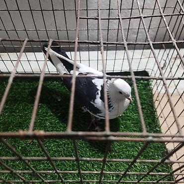 Другие с/х животные: Породистые декоративные голуби. Описание: - Порода — 6