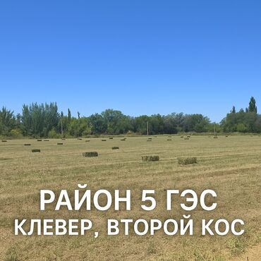 лошадь лошадь: 🔥 Срочно! Чистый клевер — забирайте дешевле рынка! 🔥 🌱 Клевер, 2