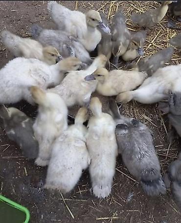 qus: Muscovy ördək balaları (indo-ördək paçkaları) - Cins: Muscovy — 2