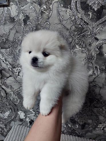бельгийский овчарка цена: Шпиц, 1 месяц, Самец, С прививкой — 4