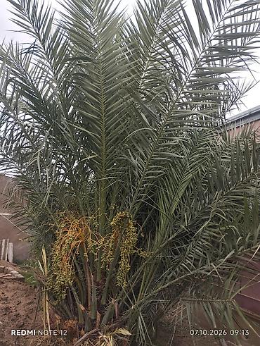 küknar ağacı: Xurma palmaları (Phoenix dactylifera) – çoxgövdəli, məhsuldar ağac - — 2