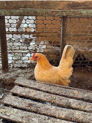 Птицы: Продам карликовых кур бемтамок, Китайский шелк: петушки и курочки — 12