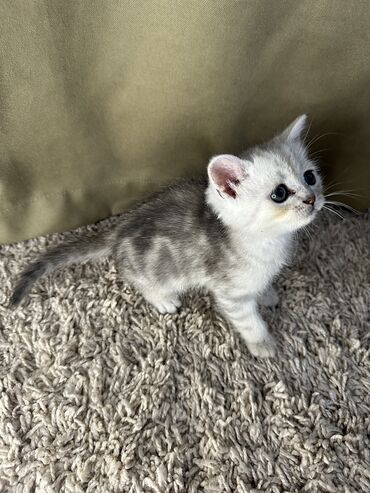 животные котята: Продаются котята чистокровные шотландские. 3 мальчика. Родились 1 мая