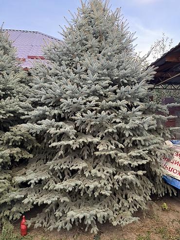 фикус пальма: Ель колючая (голубая ель, Picea pungens ‘Glauca’) — взрослые — 3