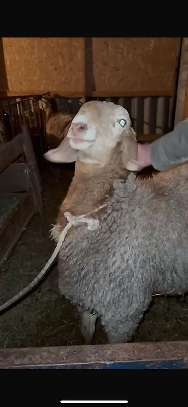 Баран, овца: Продаю | Баран (самец) | Арашан — 3