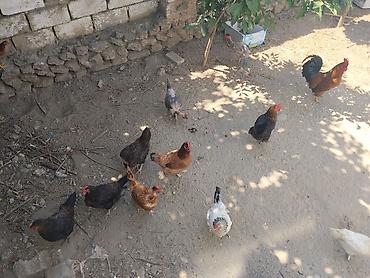 beçə: Toyuq, Damazlıq — 5