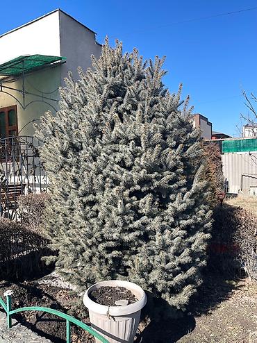 Декоративные деревья: Саженцы деревьев: Ели, Платная доставка, Самовывоз — 3