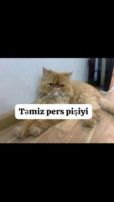 pisik sahiblenme: Persian cat, Male animal, Yaxşı əllərə, Ünvandan götürmə