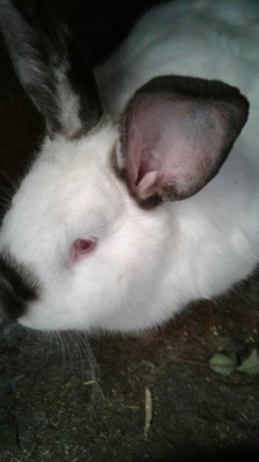Декоративные кролики: Кролики — 4