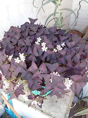 фикус шривериана: Оксалис фиолетовый (Oxalis triangularis), взрослое комнатное растение — 4