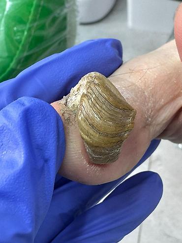 Маникюр: Коррекция вросших ногтей, Услуги подолога, Маникюр, Педикюр, Услуга в 4 руки, Одноразовые расходные материалы, Консультация — 8