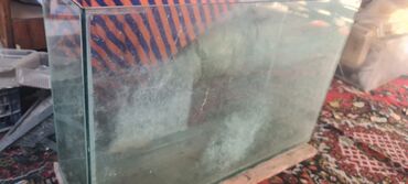 купить живую рыбу в бишкеке: Продам аквариум ширма 78см на 24.5 см на 50.5 размеры .стекло 8 мм