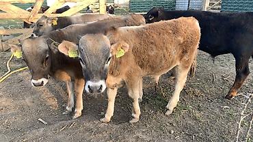 Коровы, быки: Продаю | Бык (самец) | На откорм — 14