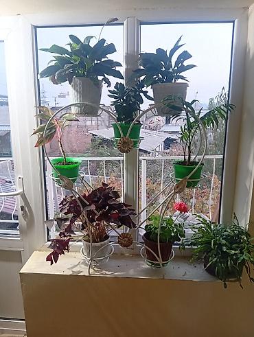 витринные полки б у: Металлическая подставка‑стеллаж для комнатных растений 10шт 10.000 - — 8