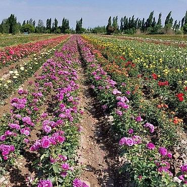 Роза: Продаю саженцы роз.Вьющийсяминирозы .куставые — 5