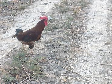 ev quşları haqqında qısa məlumat: Toyuq, Damazlıq — 1