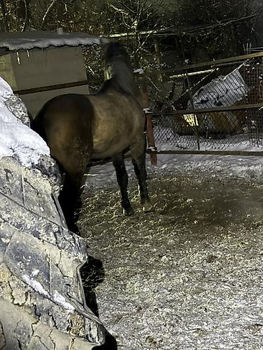 Лошади, кони: Продаю | Жеребец — 8