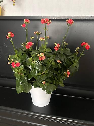 Садовые цветы и кустарники: Рассада цветка: Самовывоз — 10