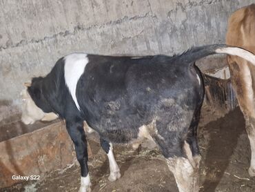 Dana, buzov: Satlıq: qaramal – erkək buzov/ dana - Növ: ətlik istiqamətli qarışıq — 5