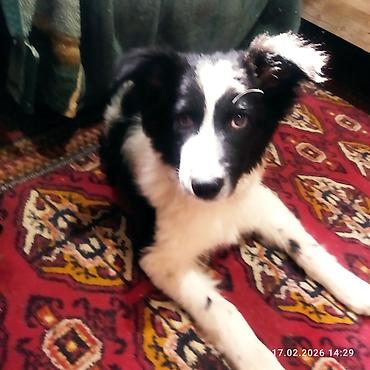 Отдам даром собаку: Щенок, черно-белый, среднего размера. Порода: дворняга . Возраст на — 3