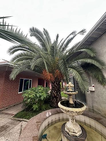 gül ağaçları: 2.80Cm Xurma palması (Phoenix canariensis) - Növ: Kanar xurma — 4