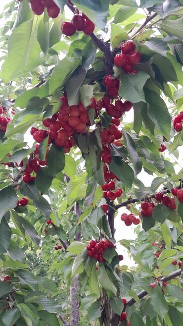 Meyvə və giləmeyvə: Her növ meyvə ağaclarının satışı — 5