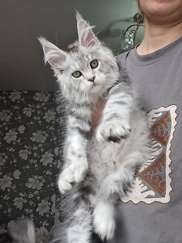 Продажа кошек: Породистый котёнок мейн-кун, окрас серебристый мрамор (silver tabby) — 3
