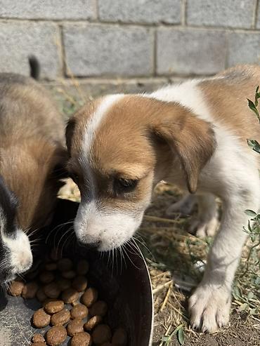 Иттер: Отдам щенят бесплатноподкинули под дом🥲8 щенят 7 из них кобелиесли — 2