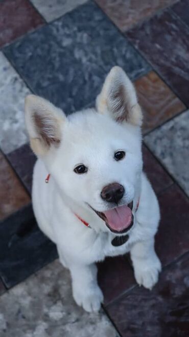 собаки доберман цена: Акита-ину, 3 месяца, Самец, С прививкой, С родословной