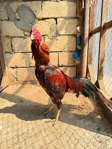 Xoruzlar: Her qiymete var — 7